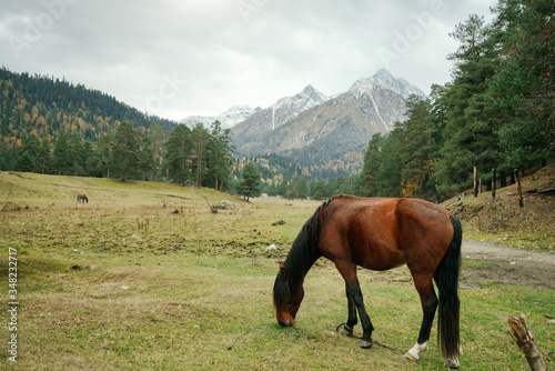 A lonely horse grazes in a meadow eating grass against the backdrop of a mountain landscape.