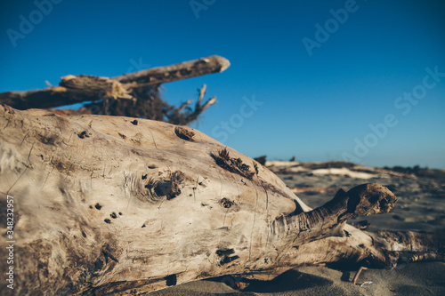 Seaside landscape in evening. Tree silhuette on sand. Calm morning sea scenery. Dry branch on wet sand. Relaxing time. Wild nature. Nobody. Wooden texture. Shadow on the ground. Close up shot.