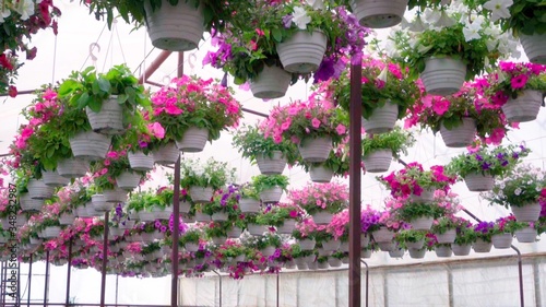 Large sun-drenched greenhouse with many flower seedlings on the shelves