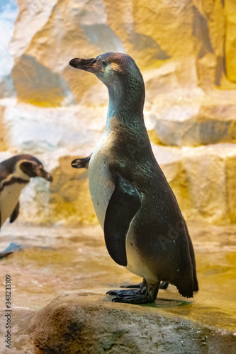 Humboldt penguin in the zoo close-up.Spheniscus humboldti