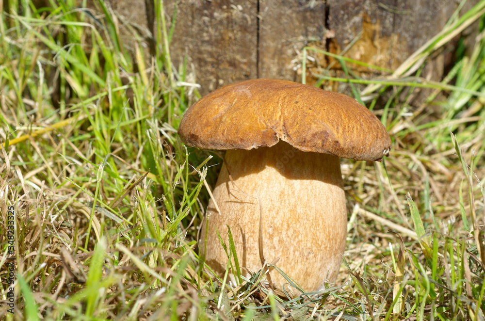 Porcini mushroom (Lat. Boletus edulis) grows in the forest under a tree Porcini mushroom (Lat. Boletus edulis) grows in the forest under a tree