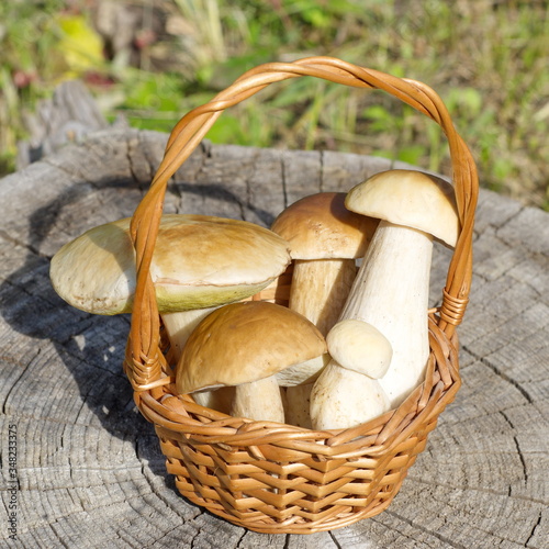 Basket of porcini mushrooms on an old stump
