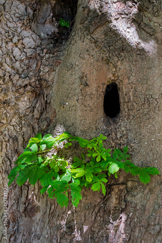 Natural cavity in trunk of horse-chestnut / conker tree (Aesculus hippocastanum) offering nesting site for birds, pine martens and other animals photo