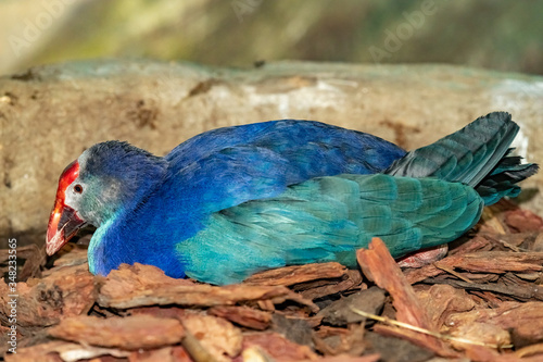 Sultan's chicken. Porphyrio porphyrio. Sultanka photo