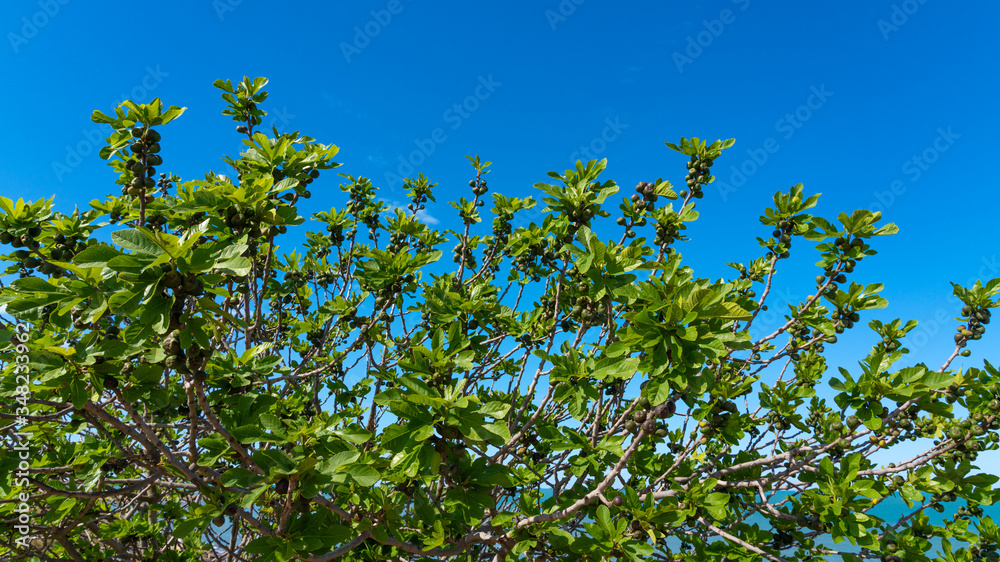 Fig berries on a tree