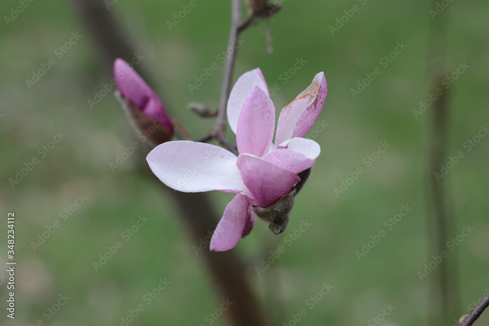 Close up of pink Magnolia flowers in spring season. Close up of pink Magnolia flowers in spring season.