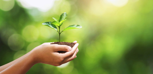 hand holding young plant on blur green leaf background. environment concept