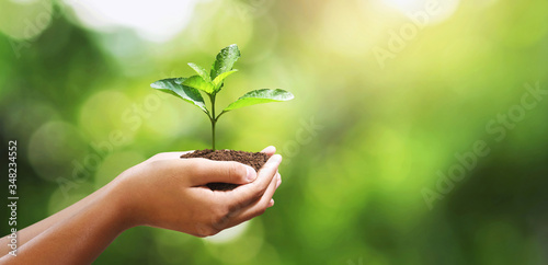 hand holding young plant on blur green leaf background. environment concept