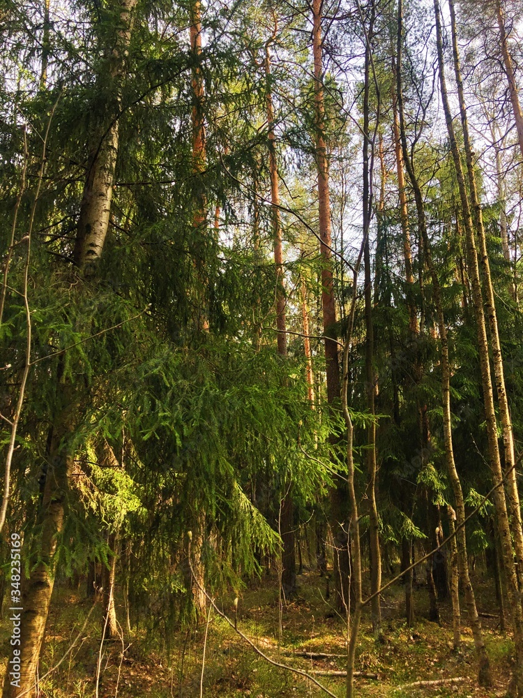 Fototapeta premium Beautiful forest landscape trees and blue sky