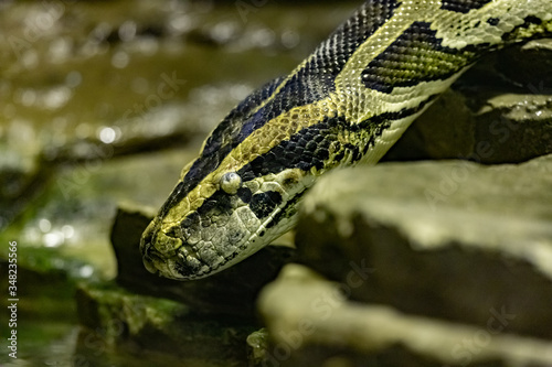 Plakat Burmese Python. Python bivittatus. close up