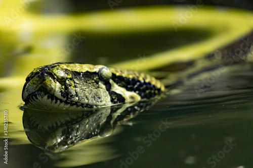 Plakat Burmese Python. Python bivittatus. close up