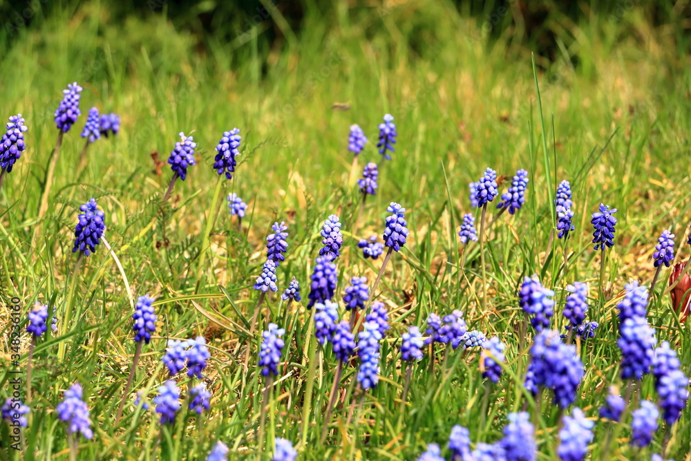 Muscari flowers on a background of gentle green grass in sunny weather Muscari flowers on a background of gentle green grass in sunny weather