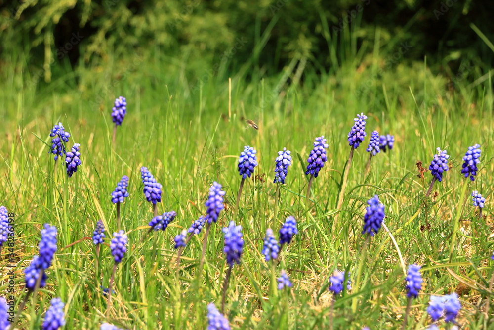 Muscari flowers on a background of gentle green grass in sunny weather Muscari flowers on a background of gentle green grass in sunny weather