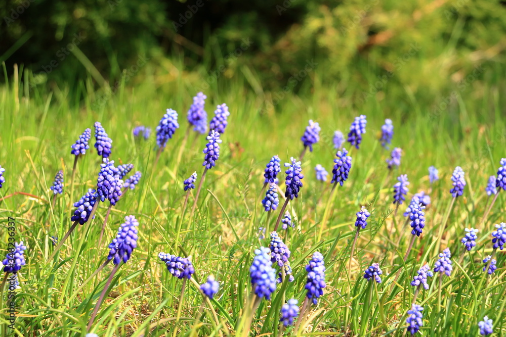 Muscari flowers on a background of gentle green grass in sunny weather Muscari flowers on a background of gentle green grass in sunny weather