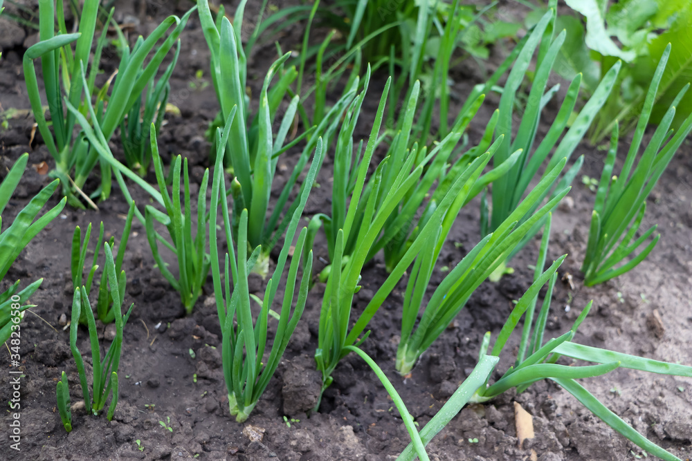Green feathers of onions in the ground Green feathers of onions in the ground