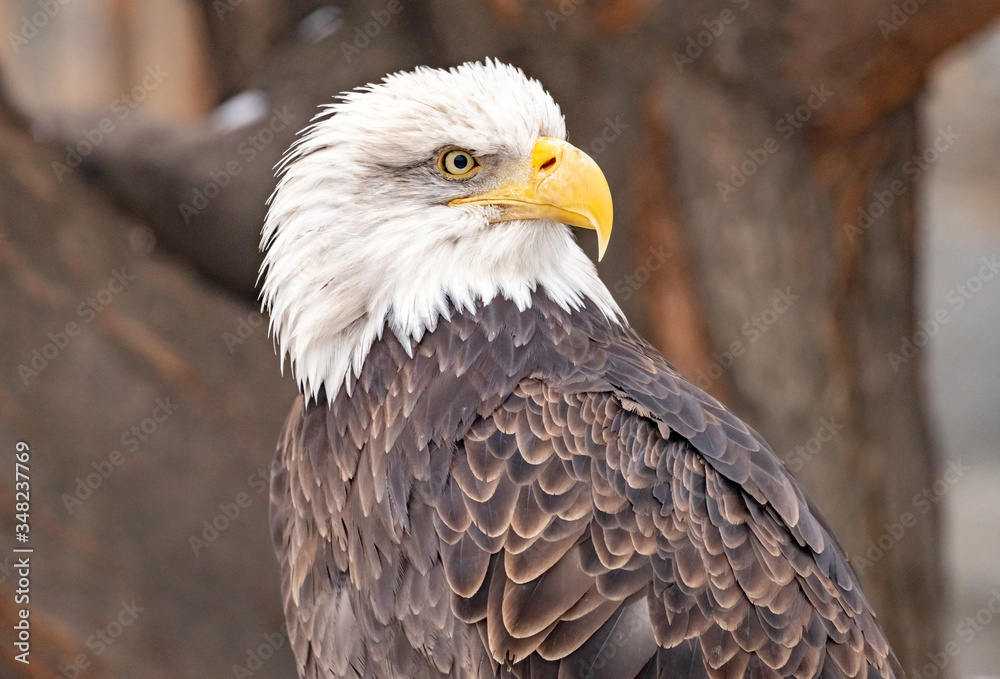 Obraz premium Bald eagle. Haliaéetus leucocéphalus. close up