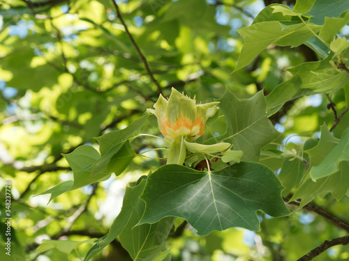 Liriodendron tulipifera | Tulip tree, a great flowering tree with pale green and yellow tulip flowers, orange bands on the tepals photo