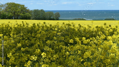 Fototapeta Naklejka Na Ścianę i Meble -  Gold yellow flowering rapeseed field.(brassica napus) with the Baltic Sea and blue sky in the background.
Canola blossom  in spring in Schleswig-Holstein, Germany