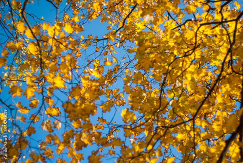 Yellow autumn leaves