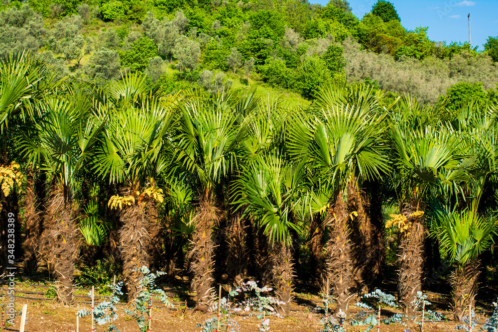 Obraz premium flowers, huts and trees grown in the garden