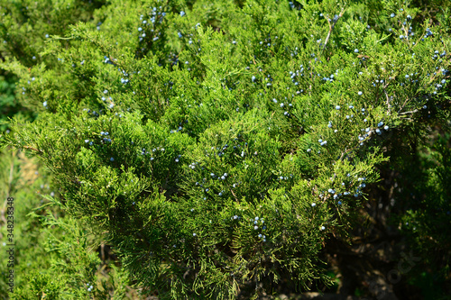 Fototapeta Naklejka Na Ścianę i Meble -  A large shrub of Juniperus excelsa, Greek juniper with lush foliage of green needle-leaves and small blue berry-like cones.