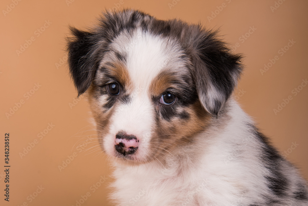 Fototapeta premium Red Merle Australian Shepherd puppy, six weeks old