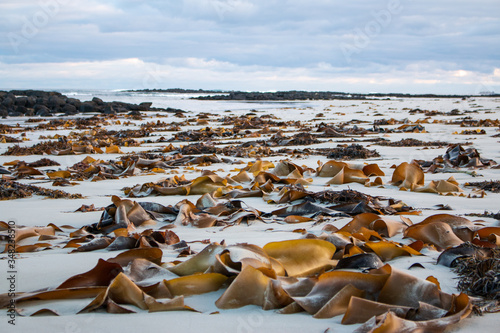 Fototapeta Naklejka Na Ścianę i Meble -  Seaweed on beach