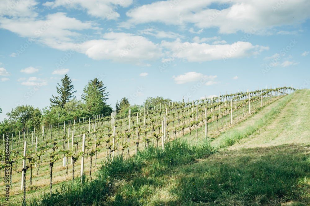 Fototapeta premium Vineyard on a hill in lower austria with blue sky and clouds