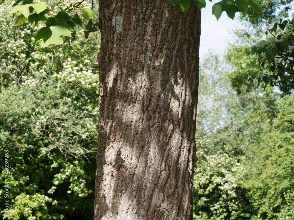 Liriodendron tulipifera | High columnar trunk of american tulip tree with Dark gray to brown furrowed bark 