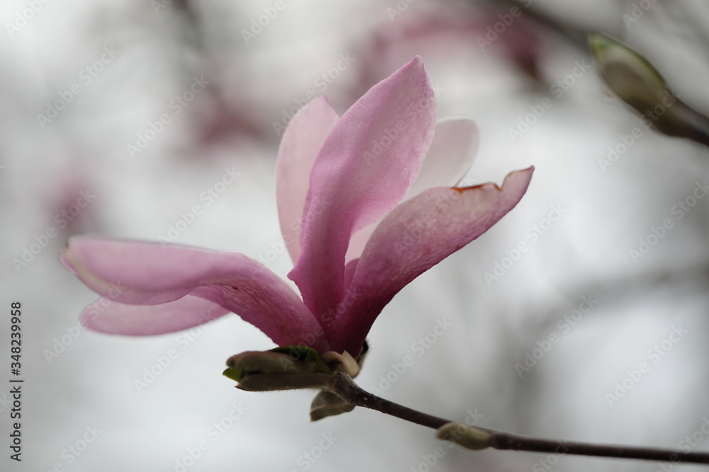 Fototapeta premium Close up of pink Magnolia flowers in spring season.