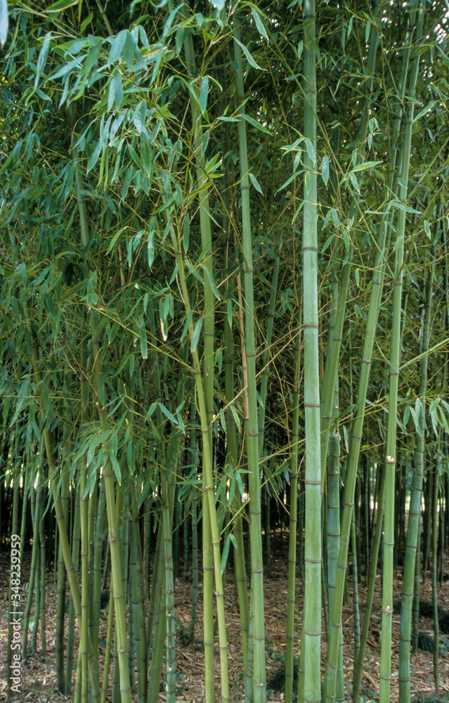 Fototapeta premium Bambus, Phyllostachys Aurea