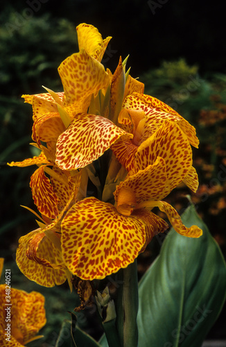 Balisier, Canna, canna 'Jocelyn' photo