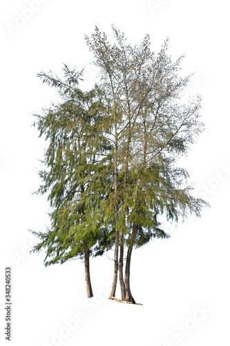 Sea oak isolated on white background (Casuarina equisetifolia L. )
