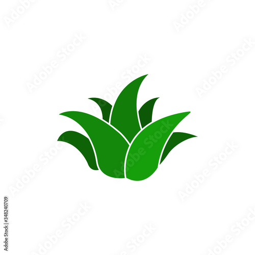 Aloe vera plant vector icon