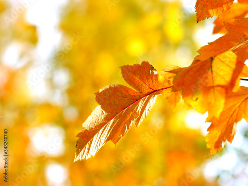 autumn foliage