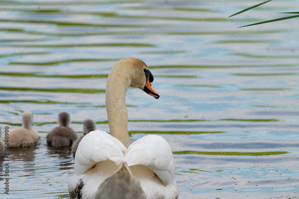 Swan. White swans. Goose. Swan family walking on water. Swan bird with little swans. Swans with nestlings. Swan. White swans. Goose. Swan family walking on water. Swan bird with little swans. Swans with nestlings.