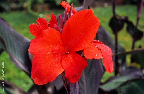 Balisier, Canna, canna 'Saramardel'