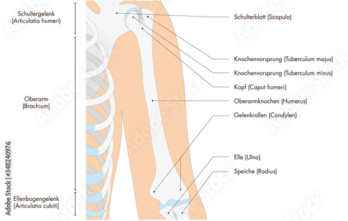 Anatomie - menschliches Skelett - Oberarm (deutsche Beschriftung)