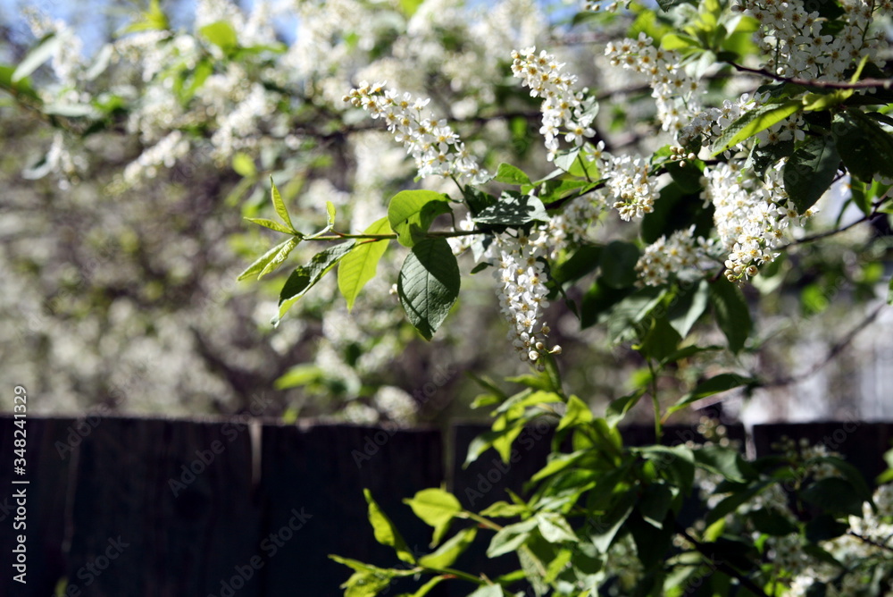 blooming white bird cherry trees at the fence blooming white bird cherry trees at the fence