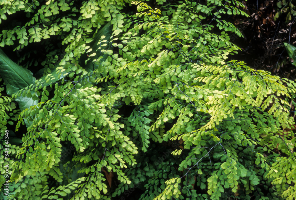 Capillaire, Adiantum venustum Capillaire, Adiantum venustum