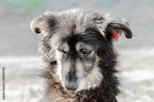 portrait of a very sad pooch dog photo