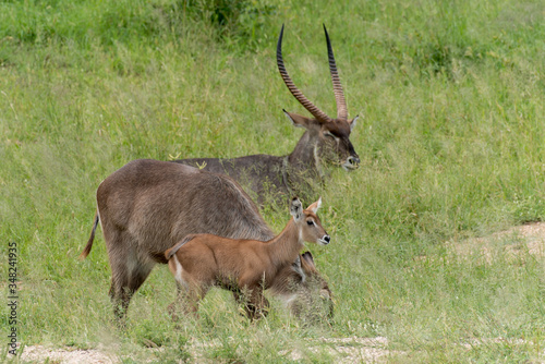 Cobe    croissant   Waterbuck   Kobus ellipsiprymnus  Parc national du Pilanesberg  Afrique du Sud