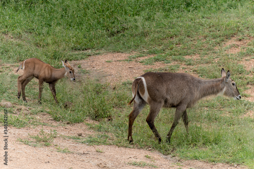 Cobe à croissant , Waterbuck, Kobus ellipsiprymnus, Parc national du Pilanesberg, Afrique du Sud Cobe à croissant , Waterbuck, Kobus ellipsiprymnus, Parc national du Pilanesberg, Afrique du Sud