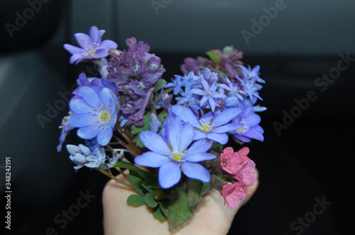 Blue spring flowers cut into a bouquet, fresh spring flowers in a hand
