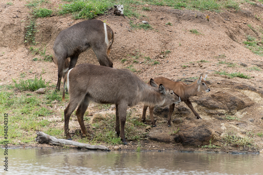 Cobe à croissant , Waterbuck,  Kobus ellipsiprymnus, Parc national du Pilanesberg, Afrique du Sud