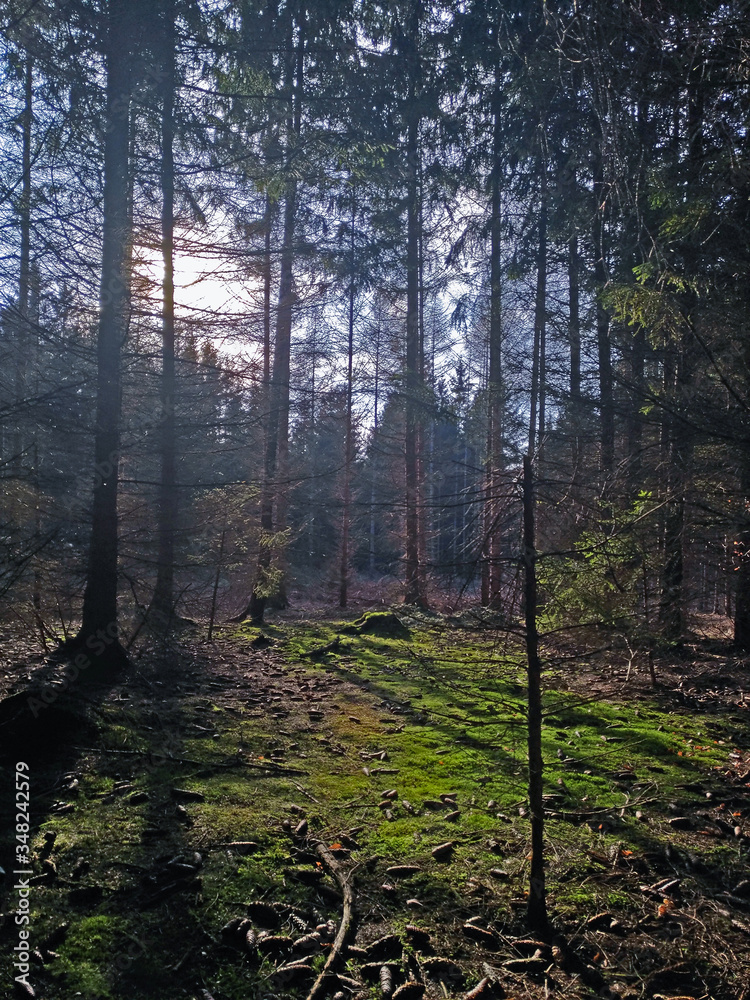 Sunlight and shadow in nature park forest Sunlight and shadow in nature park forest
