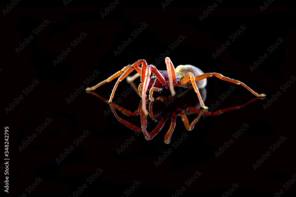 Fototapeta premium Spider on black background