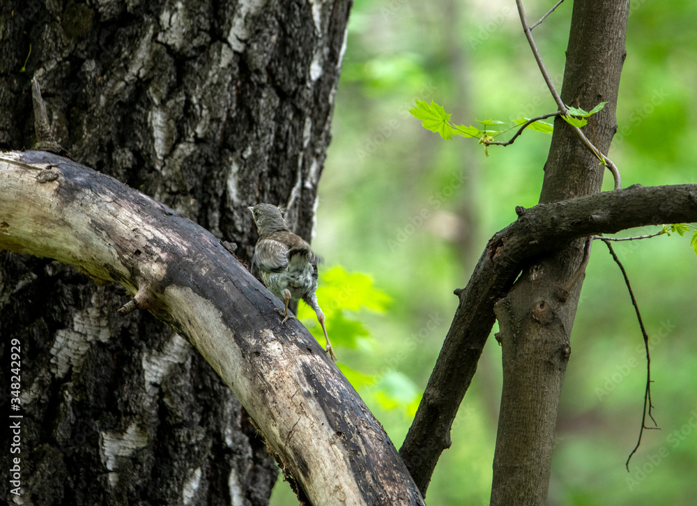 thrush chick is waiting for its parents to learn about the world and share life experiences thrush chick is waiting for its parents to learn about the world and share life experiences