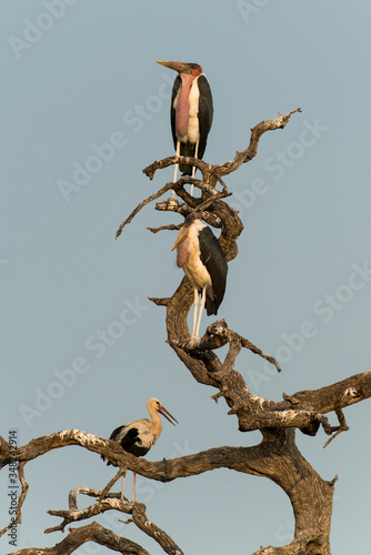 Marabout d'Afrique, Leptoptilos crumenifer, Afrique