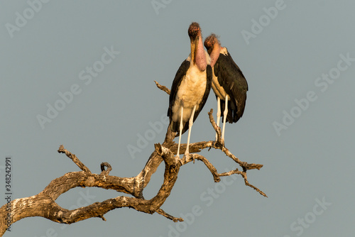 Marabout d'Afrique, Leptoptilos crumenifer, Afrique